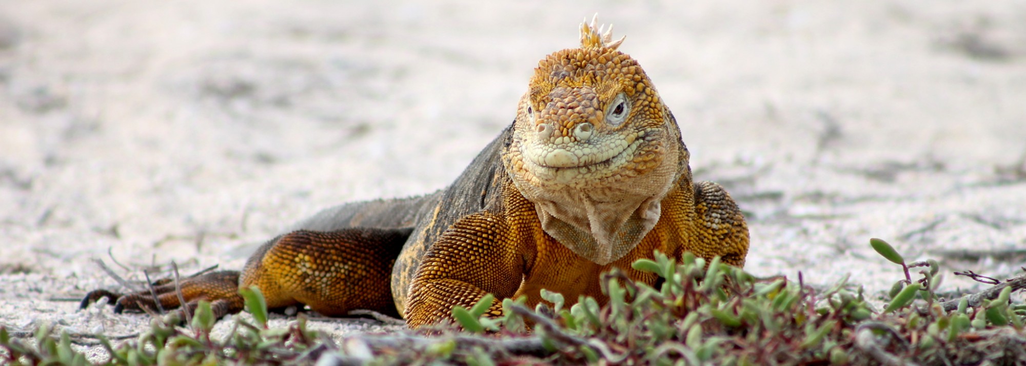 Galapagos, La Pinta, North Seymour