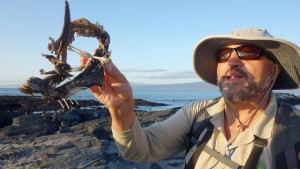 Galápagos, La Pinta, Fernandina: Unser Guide Ramirez demonstriert an einem Iguana-Skelett die Besonderheiten des Körperbaus