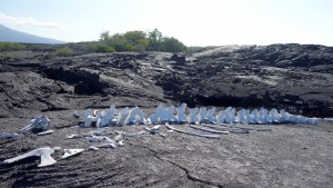 Galápagos, La Pinta, Fernandina, Punta Espinoza: Walskelett