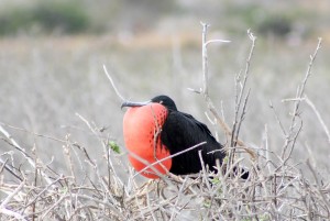 Galapagos, La Pinta, North Seymour: Prachtfregattvogel Männchen mit geblähtem Kehlsack (Fregata magnificens)