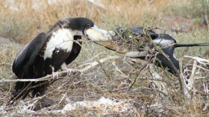 Galapagos, La Pinta, North Seymour: Prachtfregattvogel Weibchen füttert ihr Küken (Fregata magnificens)