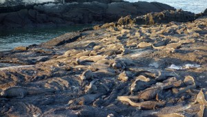 Galápagos, La Pinta, Fernandina, Punta Espinoza: EIne Marine Iguanas Kolonie geniesst die letzten Sonnenstrahlen der Abendsonne