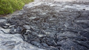 Galápagos, La Pinta, Fernandina, Punta Espinoza: Marine Iguanas wohin das Auge blickt