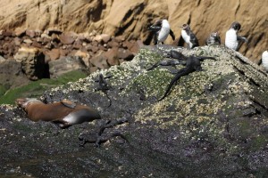 Galápagos, La Pinta, Santa Isabela, Punta Vincente Roca: 3 der Galápagos Big 15 auf einer Klippe: Galápagos Pinguin, Marine Iguana und der Seelöwe