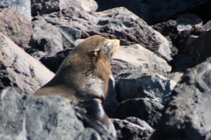Galápagos, La Pinta, Santa Isabela, Punta Vincente Roca: Seebär beim Sonnenbad