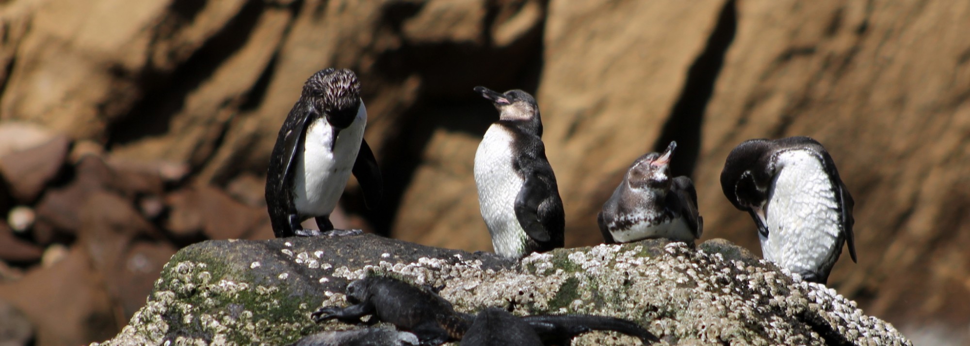 Galápagos, La Pinta, Santa Isabela, Punta Vincente Roca: Pinguine