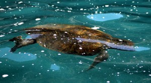 Galápagos, La Pinta, Santa Isabela, Punta Vincente Roca: Eine Wasserschildkröte begleitet unser Panga