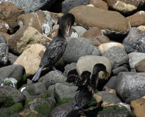 Galápagos, La Pinta, Santa Isabela, Punta Vincente Roca: Flightless Cormorant - Der flugunfähige Kormoran ist auch eine endemische Art