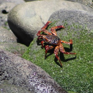 Galápagos, La Pinta, Santa Isabela, Punta Vincente Roca: Rote Klippenkrabbe