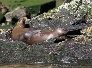Galápagos, La Pinta, Santa Isabela, Punta Vincente Roca: So hält es auch ein Seelöwe aus