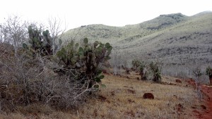 Galápagos, Rábida: Typische Landschaft auf Rábida: Kakteen, mit Palo Santo Bäumen bedeckte Hügel und roter Fels