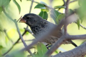 Galápagos, Urbina Bay: Eine von 16 Arten Darwin Finken: ein Medium Ground Finck