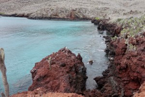Galápagos, Rábida: Schroffe Klippen, das ideale Schnorchelrevier