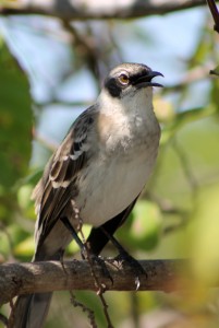 Galápagos, Urbina Bay: Eine Spottdrossel (Mocking Bird)