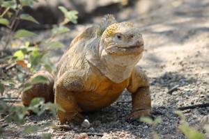 Galápagos, Urbina Bay: Die Land Iguanas der Urbina Bay sind die größten des ganzen Archipels