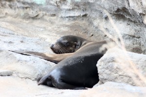 Galápagos, Urbina Bay: Auch hier sind die Seelöwen allgegenwärtig