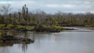 Galápagos, Santa Cruz, Cerra Dragone: Brackwasser-Lagune mit Flamingo