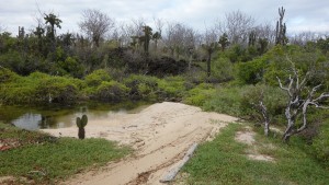 Galápagos, Santa Cruz, Cerra Dragone: Eine ganz andere Landschaft - der Weg zur Brackwasser-Lagune