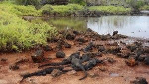 Galápagos, Santa Cruz, Cerra Dragone: Leider bekamen wir keine Land Iguanas zu Gesicht, dafür aber einige Marine Iguanas vor der Brackwasser-Lagune