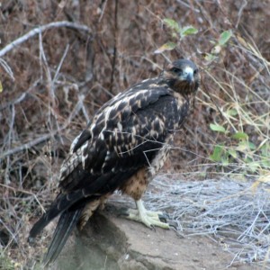 Galápagos, Urbina Bay: Einen Galápagos Hawk (Falke) vor die Linse zu bekommen ist ein sehr seltenes Glück