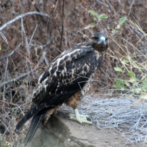 Galápagos, Urbina Bay: Einen Galápagos Hawk (Falke) vor die Linse zu bekommen ist ein sehr seltenes Glück