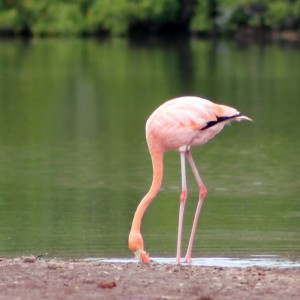 Galápagos, Rábida: Ein Flamingo bei der Futtersuche im Schlick des Ufers