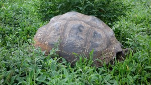 Galápagos, Santa Cruz, Rancho Manzanillo: Mami! Wo ist hier der Ausgang?