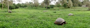 Galápagos, Santa Cruz, Rancho Manzanillo: Mit soviel Riesenschildkröten hatten wir nicht gerechnet