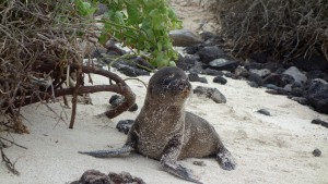 Galápagos, Santa Fe: Seelöwen-Baby wartet auf die Rückkehr seiner Mami