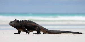 Galápagos, Santa Cruz, Tortuga Bay: Wie eine Macho stolziert das Marine Iguana Männchen über den weißen Sandstrand