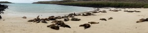 Galápagos, Santa Fe: Seelöwen wohin das Auge reicht. Hier lebt eine der größten Seelöwen-Kolonien.