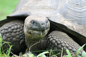 Galápagos, Santa Cruz, Rancho Manzanillo: Faszinierende Riesenschildkröten sog. Giant Tortoise