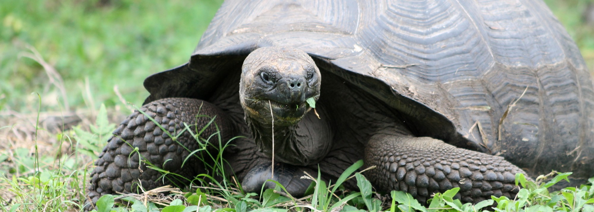 Galápagos, Santa Cruz, Rancho Manzanillo