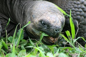 Galápagos, Santa Cruz, Rancho Manzanillo: Faszinierende Riesenschildkröten sog. Giant Tortoise