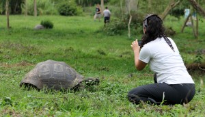 Galápagos, Santa Cruz, Rancho Manzanillo: Die faszinierenden Riesenschildkröten sind seit heute Otti´s neue Lieblingstiere