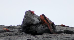 Galápagos, Isla Floreana, Post Office Bay: Auch ein schöner Rücken kann entzücken, denn einen roten Marine Iguana bekommt man nicht oft zu sehen. Da gibt man sich auch schon mal mit einer Rückenansicht zufrieden