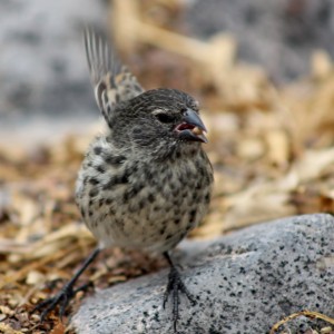 Galápagos, Santa Fe: Ein medium Ground-Finch bei der erfolgreichen Futtersuche