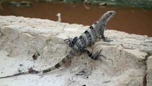 Mexico, Isla Holbox: Mexikanischer Iguana