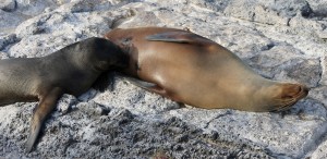 Galápagos, SouthPlaza: Junge Seelöwe bekommen noch sehr lange Milch von der Mutter