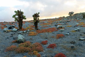 Galápagos, SouthPlaza: Die typische Landschaft mit Baumkakteen und Sesuvium, welche in der Trockenzeit rot leuchtet, fast wie Erika im Herbst bei uns.