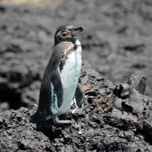 Galápagos, Santa Isabela, Los Tintoreros: Auch Pinguine lieben ein Sonnenbad