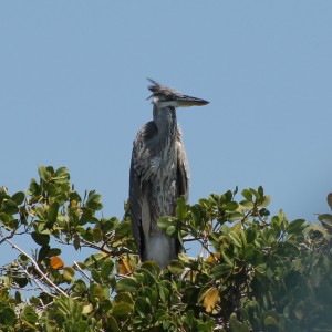 Galápagos, Santa Isabela, Los Tintoreros: : Schaut aus wie ein Reiher! Kennt jemand den genauen Namen?