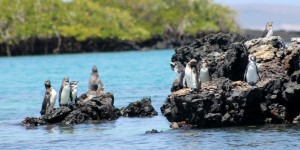 Galápagos, Santa Isabela, Los Tintoreros: Galápagos-Pinguine, die Einwanderer vom Südpol