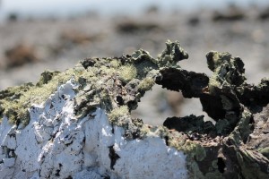 Galápagos, Santa Isabela, Los Tintoreros: Bizarre Lavaformationen von Bakterienkolonien und Flechten überzogen