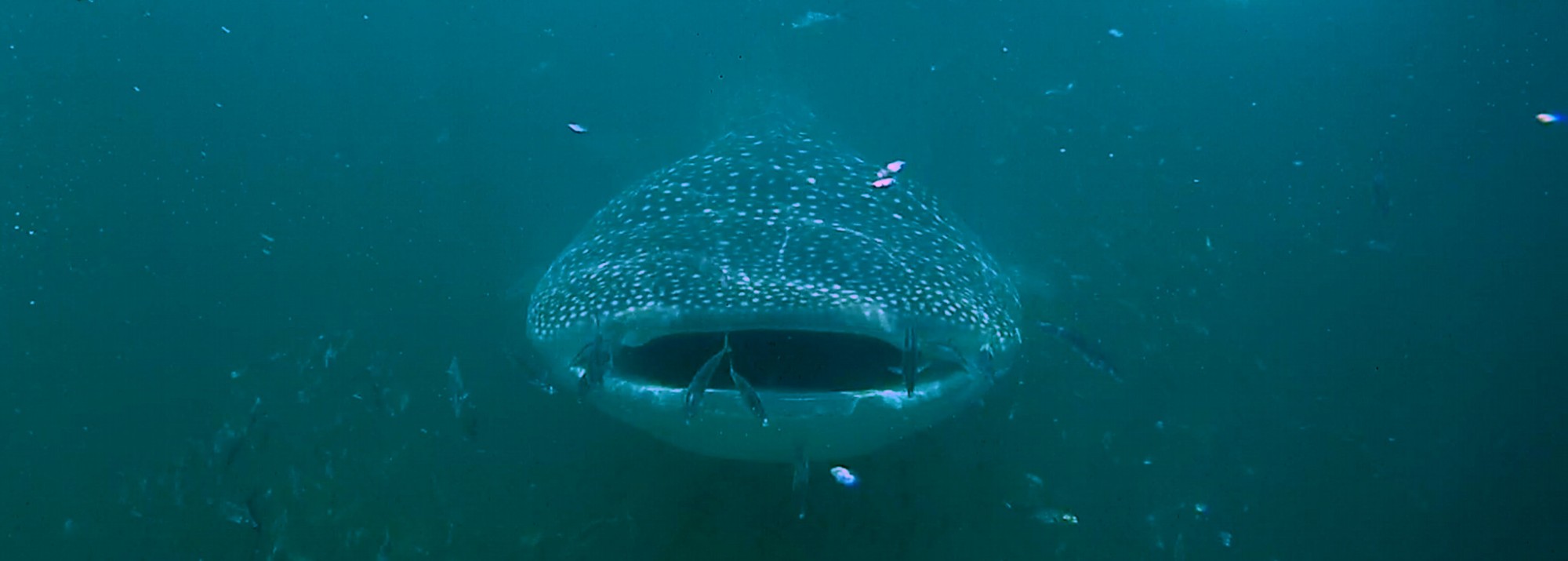 Mexiko, Isla Holbox: Schwimmen mit den Walhaien