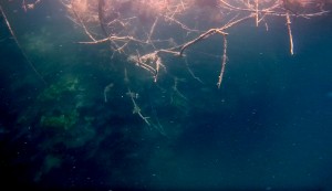 Mexiko, Laguna Bacalar: Schnorcheln in der Cenote am Abgrund