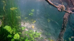 Mexiko, Laguna Bacalar: Schnorcheln in der Cenote
