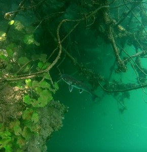 Mexiko, Laguna Bacalar: Schnorcheln mit Catfish in der Cenote