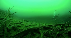 Mexiko, Tulum, Cenoten Tauchen: Unwirkliche Ansichten unterhalb der Algenschicht in Aktun Ha