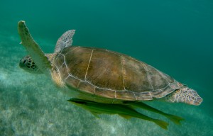 Mexiko, Tulum, Akumal: Schnorcheln mit den Schildkröten - ein unvergleichliches Erlebnis